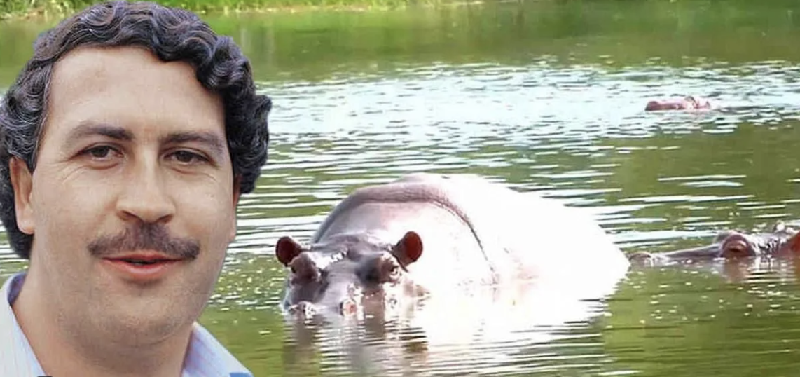 Hipopótamos: ¿control o controversia?